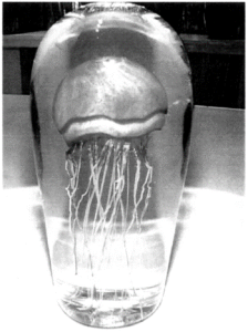 Satava jellyfish sculpture